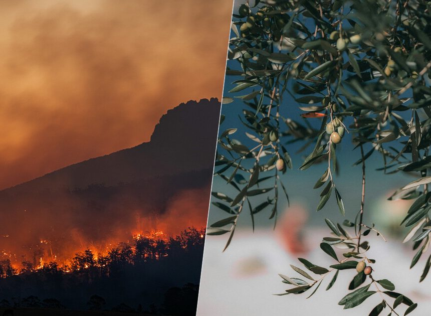 Este año parecía destinado a ser el de la recuperación de las cosechas. Las olas de calor y el fuego están cambiando esto